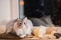 Gray fat fluffy cat sits on a windowsill among balls of yarn against the background of snow going outside window in night sky Royalty Free Stock Photo