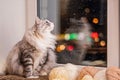 Gray fat fluffy cat sits on a windowsill among balls of yarn against the background of snow going outside window in night sky Royalty Free Stock Photo