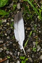 Gray Feather with Dew Drops on Forest Floor Close-Up Royalty Free Stock Photo