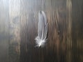 a gray feather rests on a wood surface, a simple and minimalist still life with natural and soft look