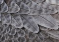 Gray feathers