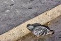 Gray feathers and colorful feathers on their necks with already smoked cigarette Royalty Free Stock Photo