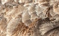 Gray feathers on an ostrich as an abstract background. Texture