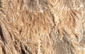 Gray feathers on an ostrich as an abstract background. Texture