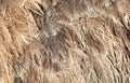 Gray feathers on an ostrich as an abstract background. Texture