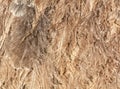 Gray feathers on an ostrich as an abstract background. Texture