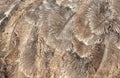 Gray feathers on an ostrich as an abstract background. Texture