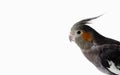 gray female cockatiel parrot isolated on a white background. Place for text. Royalty Free Stock Photo