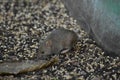 Gray field mouse