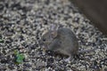 Gray field mouse