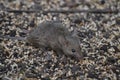 Gray field mouse