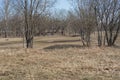 Gray field with puddles and gray trees and shrubs without leaves