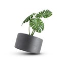 gray flowers and plants concrete pot isolated on white background Royalty Free Stock Photo