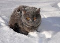 Gray fluffy British cat sits in the snow close-up