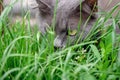 Gray fluffy cat in an ambush in the thick grass Royalty Free Stock Photo