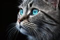 Gray fluffy cat with blue eyes on a black background. Close-up Royalty Free Stock Photo