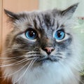 Gray fluffy cat with blue eyes shot close-up. Square image. Royalty Free Stock Photo