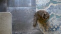 Gray Fluffy Cat on Cozy Rug in Comfortable Home: Experience heartwarming presence of man best friend, as this beloved Royalty Free Stock Photo