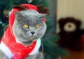 A gray fluffy cat dressed as Santa Claus sits on the background of a New Year tree and waits for delicious gifts.