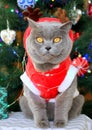 A gray fluffy cat dressed as Santa Claus sits on the background of a New Year tree and waits for delicious gifts.