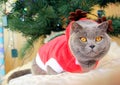 A gray fluffy cat dressed as Santa Claus sits on the background of a New Year tree and waits for delicious gifts.