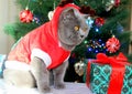 A gray fluffy cat dressed as Santa Claus sits on the background of a New Year tree and waits for delicious gifts.