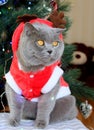 A gray fluffy cat dressed as Santa Claus sits on the background of a New Year tree and waits for delicious gifts.