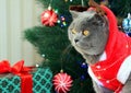 A gray fluffy cat dressed as Santa Claus sits on the background of a New Year tree and waits for delicious gifts.