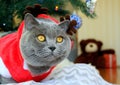 A gray fluffy cat dressed as Santa Claus sits on the background of a New Year tree and waits for delicious gifts.