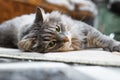 Gray fluffy cat with green eyes resting, lying on carpet indoors. Royalty Free Stock Photo