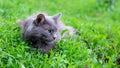 Gray fluffy cat lies in the garden among the thick grass Royalty Free Stock Photo