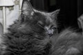 Gray fluffy cat lying on the couch. Royalty Free Stock Photo