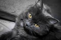 Gray fluffy cat lying on the couch. Royalty Free Stock Photo