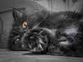 Gray fluffy cat lying on the couch. Royalty Free Stock Photo