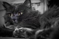 Gray fluffy cat lying on the couch. Royalty Free Stock Photo