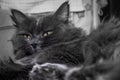 Gray fluffy cat lying on the couch. Royalty Free Stock Photo