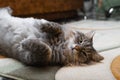 Gray fluffy cat lying on its back with its belly up on floor indoors and looking at camera. Resting Siberian cat Royalty Free Stock Photo