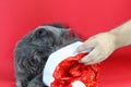 Gray fluffy cat Nebelung. Defocused Christmas hat in hand on a red background. Beautiful card. Copy space - pet concept