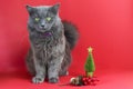 Gray fluffy cat Nebelung. Defocused little Christmas tree and branch with cones and berries on a red background Royalty Free Stock Photo