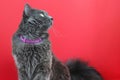 Gray fluffy cat nebelung looks to the side on a red background. Beautiful card. Copy space - pet concept, 2021 Royalty Free Stock Photo