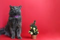 Gray fluffy cat non-Belung. Defocused, small Christmas tree on a red background. Beautiful card. Copy space - pet concept, new