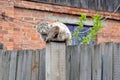 A gray fluffy cat sits high on a wooden post and peeps at the camera. Royalty Free Stock Photo