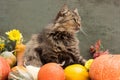 A gray fluffy cat sits in a wooden box surrounded by small orange pumpkins and chrysanthemum flowers. Wooden background Royalty Free Stock Photo