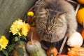 A gray fluffy cat sits in a wooden box surrounded by small orange pumpkins and chrysanthemum flowers. Wooden background Royalty Free Stock Photo