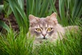 Gray fluffy cat is sitting in the green grass. Domestic cat is sitting in the garden. Domestic cat hid in the grass. Royalty Free Stock Photo