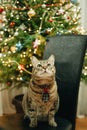 Gray fluffy cat with a tie under a Christmas tree with garlands and lights. Royalty Free Stock Photo