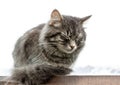 Gray fluffy cute tabby cat with closed eyes sits on railing on a wooden board, in the background is a white haze of clouds. close- Royalty Free Stock Photo