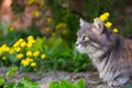 Gray fluffy domestic cat looking away with spring yellow flowers on the background