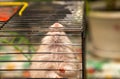 Gray fluffy hamster eats from the hands of the woman.