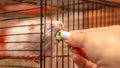 Gray fluffy hamster eats from the hands of the woman.